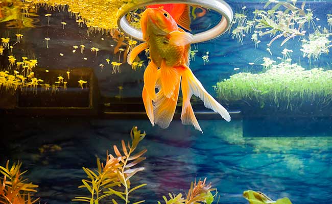 Yatirou  Anneau Flottant Aquarium d'alimentation - Bague D